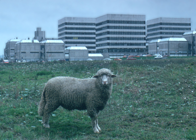 Uni Dortmund, Schaf 1976